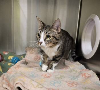 Rescue Domestic Short Hair Cats for Adoption in Dickson, Tennessee - Baroness | PetCurious