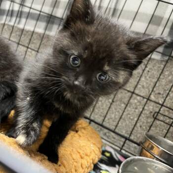 Domestic Short Hair Cats Available for Adoption in Detroit Lakes, Minnesota - Chanterelle | PetCurious