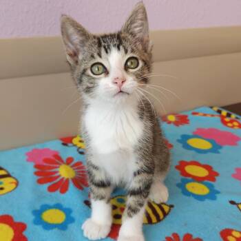 Hop -  Tabby Cat for Adoption in Marshfield, Wisconsin - Hop | PetCurious