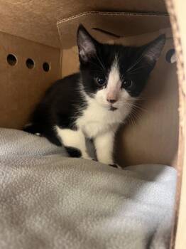 Crisp -  Domestic Short Hair Cat for Adoption in Sechelt, British Columbia - Crisp | PetCurious
