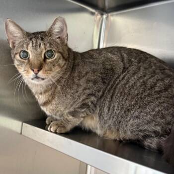 KitKat -  Domestic Short Hair Cat for Adoption in Sarasota, Florida - KitKat | PetCurious