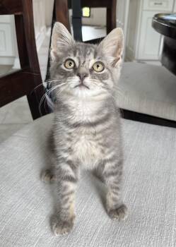 Indy -  Domestic Short Hair Cat for Adoption in Allentown, New Jersey - Indy | PetCurious