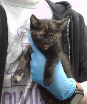 BABY GIRL -  Domestic Short Hair Cat for Adoption in Omaha, Nebraska - BABY GIRL | PetCurious