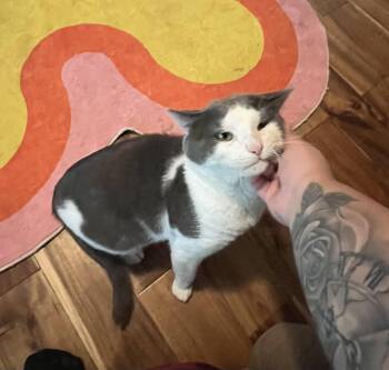 Rescue Domestic Short Hair Cats for Adoption in Philadelphia, Pennsylvania - Jeremy | PetCurious