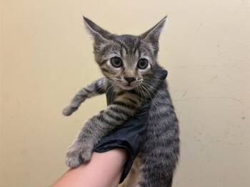 NIESHA -  Domestic Short Hair Cat for Adoption in Tustin, California - NIESHA | PetCurious