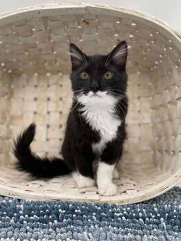 Bug (Most black on face) -  Domestic Long Hair and Domestic Short Hair Cat for Adoption in Bowling Green, Kentucky - Bug (Most Black On Face) | PetCurious