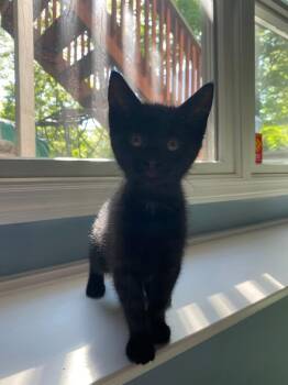 Oliver & Co.: Einstein -  Domestic Short Hair Cat Available for Adoption - Oliver & Co.: Einstein | PetCurious