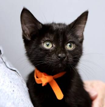 Tiny (AO37867) -  Domestic Short Hair Cat for Adoption in Kansas City, Kansas - Tiny (AO37867) | PetCurious