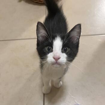 Scout -  Domestic Short Hair Cat Available for Adoption in Houston, Texas - Scout | PetCurious