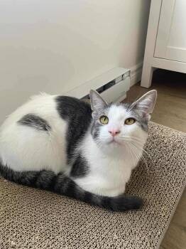 Rescue Domestic Short Hair Cats for Adoption in Shakespeare, Ontario - Harrington | PetCurious