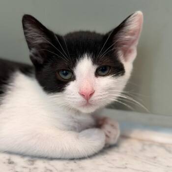 Biscotti -  Domestic Short Hair Cat for Adoption in Los Angeles, California - Biscotti | PetCurious