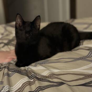 Sable -  Domestic Short Hair Cat for Adoption in Houston, Texas - Sable | PetCurious