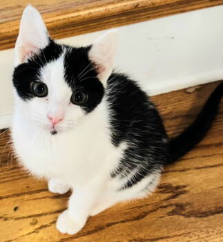 Rescue Domestic Short Hair Cats for Adoption in Franklin, Tennessee - KITTEN FRED | PetCurious