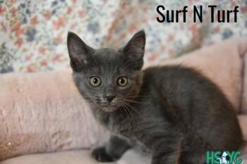 Domestic Short Hair Cats Available for Adoption in Fort Mill, South Carolina - Surf N Turf | PetCurious