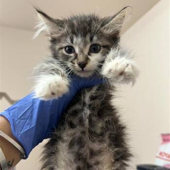 Alexa -  Domestic Medium Hair Cat for Adoption in Kanab, Utah - Alexa | PetCurious