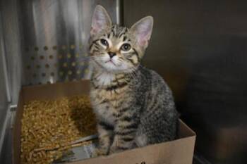 Messi -  Domestic Short Hair Cat for Adoption in Kansas City, Missouri - Messi | PetCurious