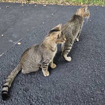 Rescue Domestic Short Hair Cats for Adoption in Rochester, Minnesota - Found Kittens NE Rochester | PetCurious