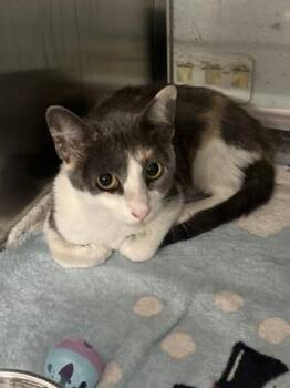 Venus -  Domestic Short Hair Cat for Adoption in Fort Worth, Texas - Venus | PetCurious