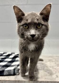 ZANDER -  Domestic Short Hair Cat for Adoption in Kalamazoo, Michigan - ZANDER | PetCurious