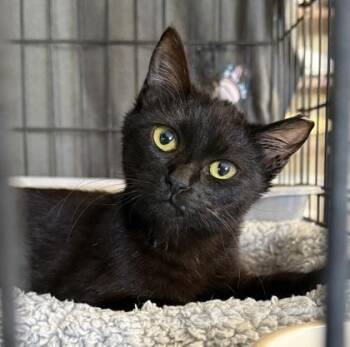 Domestic Short Hair Cats Available for Adoption in River Ridge, Louisiana - Matilda | PetCurious