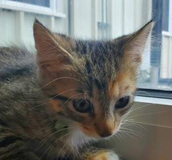 Sunny -  Domestic Short Hair Cat for Adoption in Kansas City, Missouri - Sunny | PetCurious