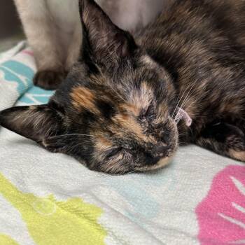Ms. Pac-Man -  Domestic Short Hair Cat for Adoption in Mentor, Ohio - Ms. Pac-Man | PetCurious