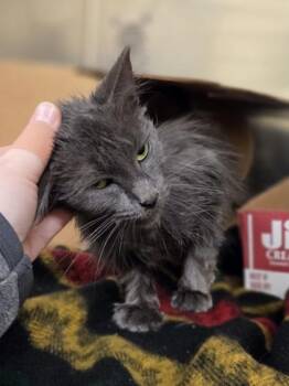 Bendy Straw -  Domestic Short Hair Cat for Adoption in Westland, Michigan - Bendy Straw | PetCurious