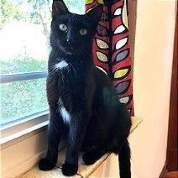 Gladys -  Domestic Short Hair Cat for Adoption in Fairway, Kansas - Gladys | PetCurious