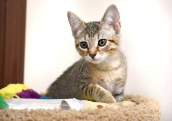 Nila -  Domestic Short Hair Cat for Adoption in Monroe, Georgia - Nila | PetCurious