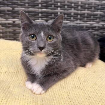 Domestic Medium Hair Cats Available for Adoption - Puma | PetCurious