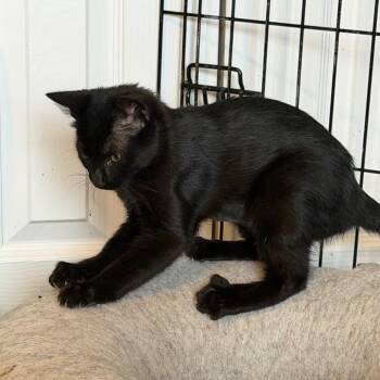 Sarah -  American Shorthair Cat for Adoption in Mount Vernon, Arkansas - Sarah | PetCurious