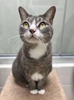 Sweetie-Pie -  Domestic Short Hair Cat for Adoption in Memphis, Tennessee - Sweetie-Pie | PetCurious
