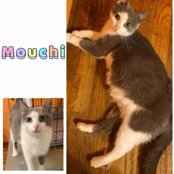 Rescue Domestic Short Hair Cats for Adoption in Ludington, Michigan - Mouchi | PetCurious