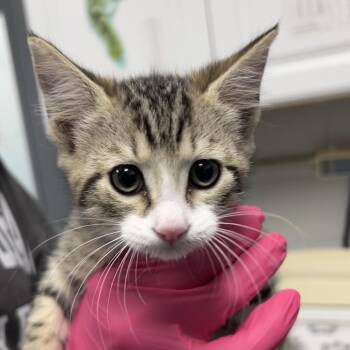 Domestic Short Hair Cats Available for Adoption in Greenville, South Carolina - Chicky-monkey | PetCurious