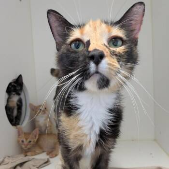 Shadow -  Domestic Short Hair Cat for Adoption in Philadelphia, Pennsylvania - Shadow | PetCurious