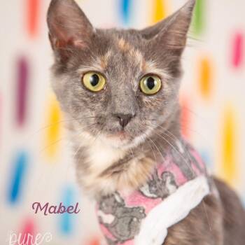 Mabel -  Domestic Short Hair Cat for Adoption in Springfield, Missouri - Mabel | PetCurious