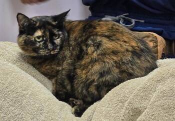 Vilma -  Domestic Short Hair Cat for Adoption in Vancouver, Washington - Vilma | PetCurious