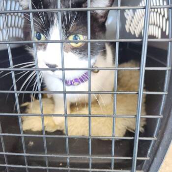 Stella -  Domestic Short Hair Cat for Adoption in Kingman, Arizona - Stella | PetCurious