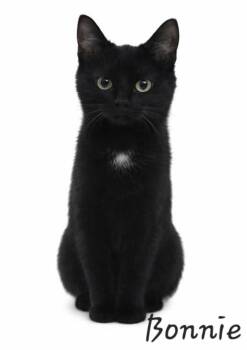 Domestic Short Hair Cats Available for Adoption - Bonnie | PetCurious