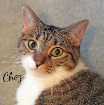 Chez #gentle-soul -  Tabby and Domestic Short Hair Cat for Adoption in Houston, Texas - Chez #gentle-soul | PetCurious