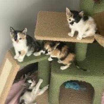 Bo Peep -  Domestic Short Hair Cat for Adoption in Madison, Wisconsin - Bo Peep | PetCurious