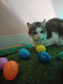 Sweetie -  Domestic Short Hair Cat for Adoption in Germantown, Ohio - Sweetie | PetCurious