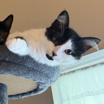 Minnie -  Domestic Short Hair Cat for Adoption in Folsom, Louisiana - Minnie | PetCurious