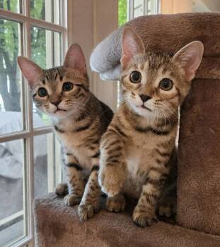 Fauna -  Domestic Short Hair Cat for Adoption in Reston, Virginia - Fauna | PetCurious