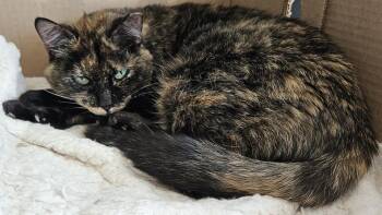 Tortoiseshell Cats Available for Adoption - Beautiful Callie, A Chill Mellow Cat | PetCurious