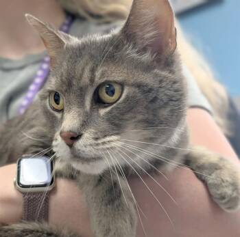 HOGGLE -  Domestic Short Hair Cat for Adoption in Canfield, Ohio - HOGGLE | PetCurious
