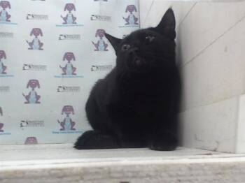 Domestic Short Hair Cats Available for Adoption in Orlando, Florida - CYPRESS | PetCurious