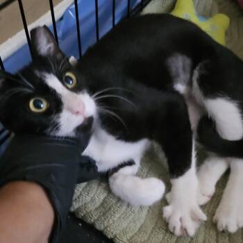 Blossom -  Domestic Short Hair Cat for Adoption in Missouri City, Texas - Blossom | PetCurious
