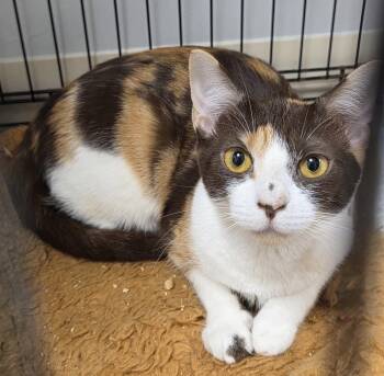 Ever After -  Domestic Short Hair Cat for Adoption in INDN HBR BCH, Florida - Ever After | PetCurious