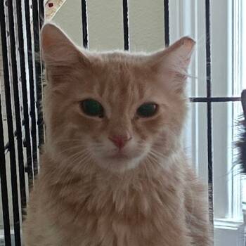 Rescue Domestic Long Hair Cats for Adoption in Grantsville, Utah - Lion King | PetCurious